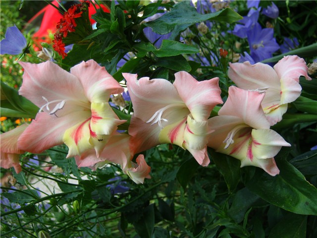 gladijola